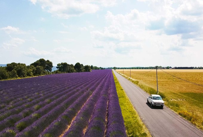 Vintage convertible classic car driving through the lavender fields of Provence in the south of France