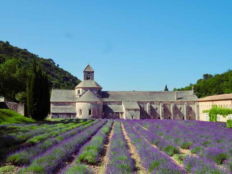 Abbey of Sénanque in Provence surrounded by blooming lavender fields
